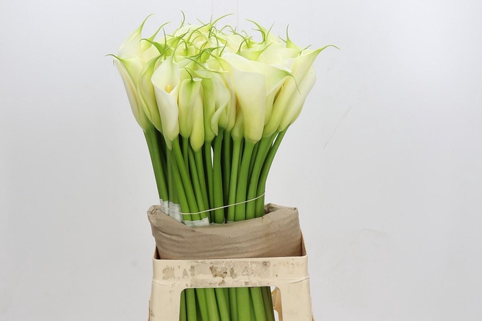 <h4>Zantedeschia Eydolls White</h4>