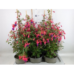 Fuchsia  'Bella Fuchsia Susanna'