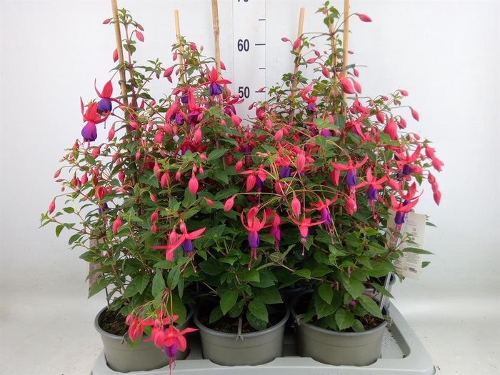 <h4>Fuchsia  'Bella Fuchsia Susanna'</h4>