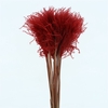 Dried Stipa Feather Red