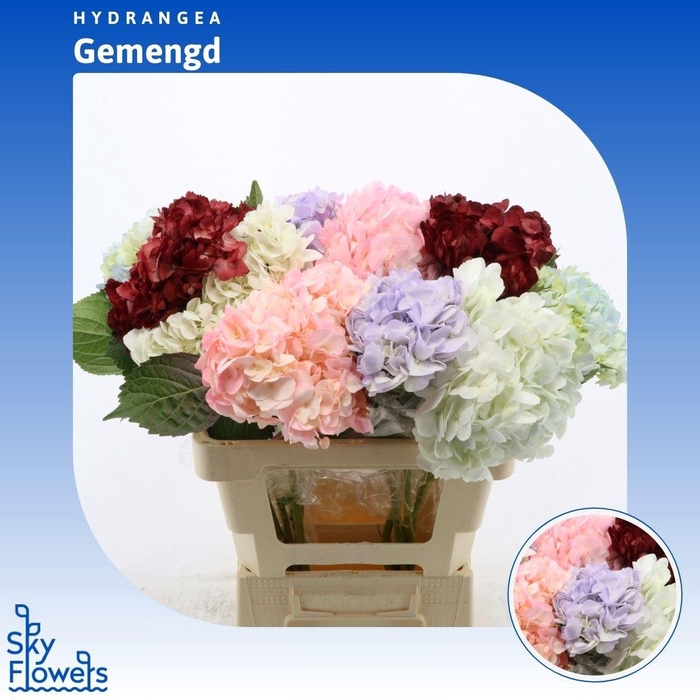 <h4>Hydrangea Gemengd</h4>