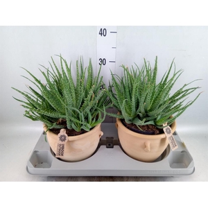 Aloe humilis
