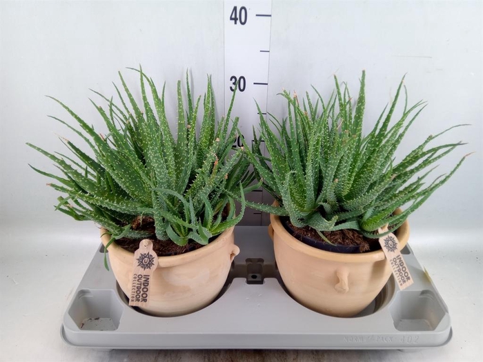Aloe humilis