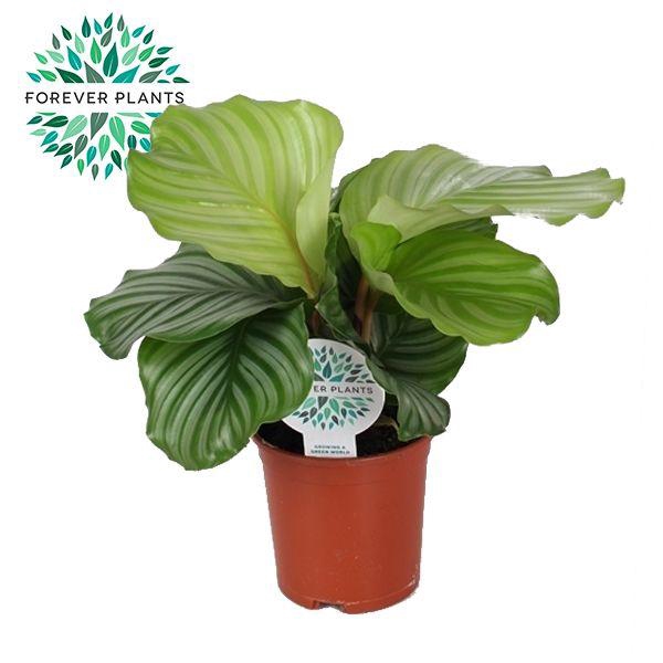 <h4>Calathea Orbifolia p14 PEAT FREE</h4>