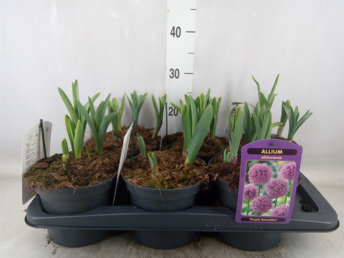 <h4>Allium  'Purple Sensation'</h4>