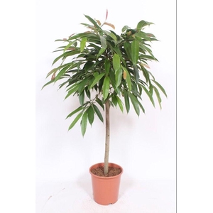 Ficus Amstel King