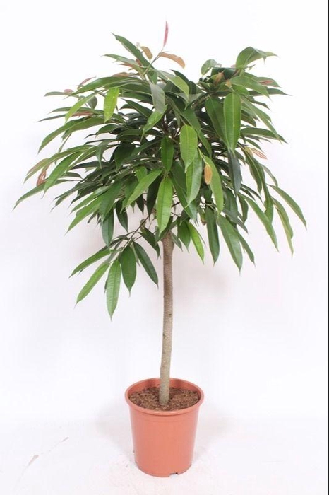 <h4>Ficus Amstel King</h4>