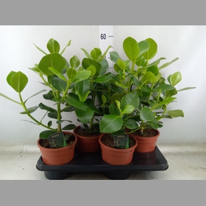 Clusia rosea 'Princess'
