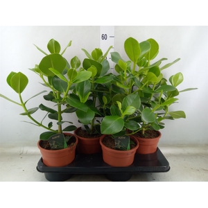 Clusia rosea 'Princess'
