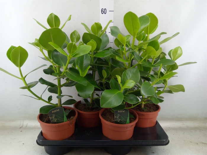 <h4>Clusia rosea 'Princess'</h4>