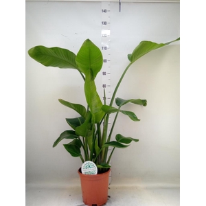 Strelitzia nicolai