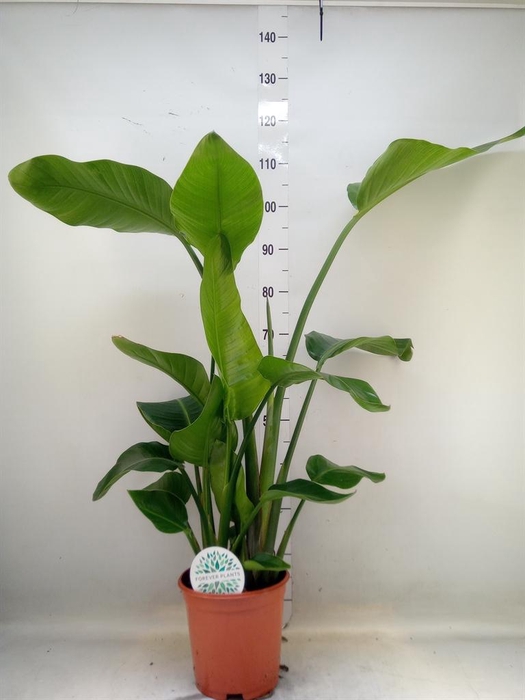 <h4>Strelitzia nicolai</h4>