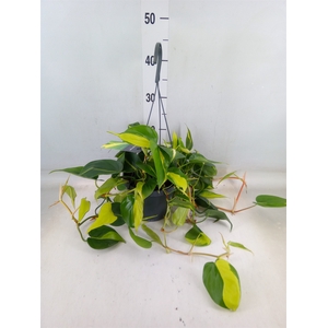Philodendron scand. 'Brasil'