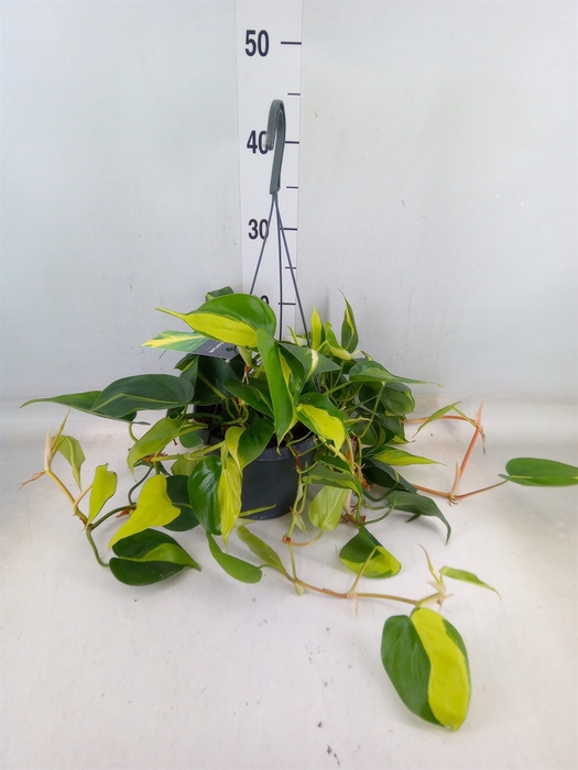 <h4>Philodendron scand. 'Brasil'</h4>