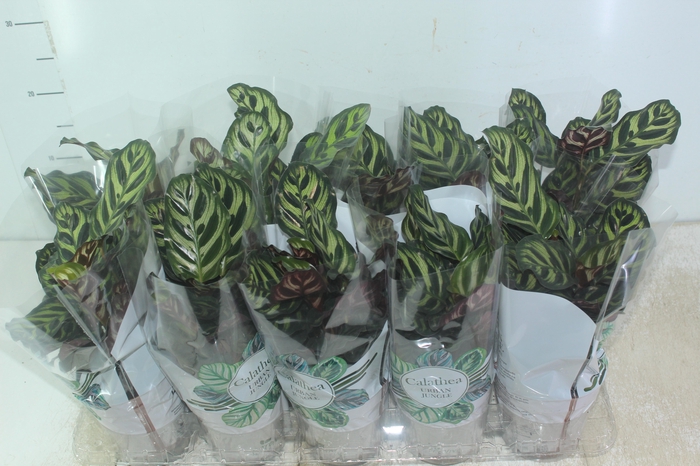 <h4>CALATHEA MAKOYAMA P12</h4>