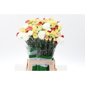 Dianthus st mix rainbow yellow