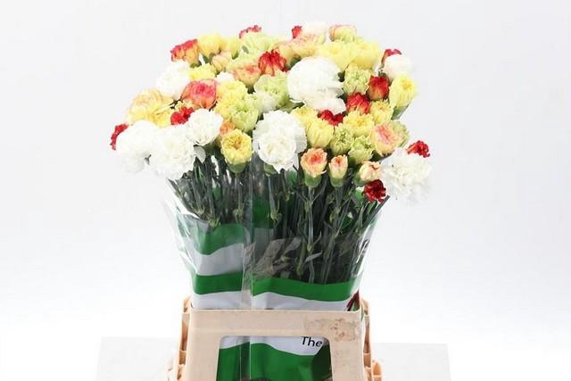 <h4>Dianthus st mix rainbow yellow</h4>