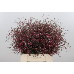 Gypsophila Eleg Roze Bs