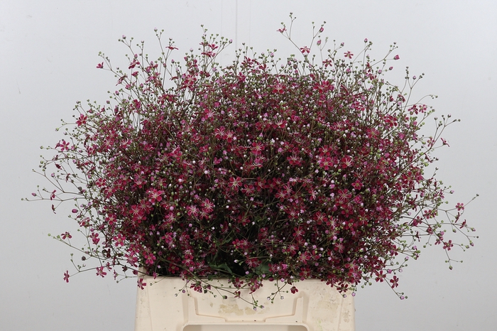 <h4>Gypsophila Eleg Roze Bs</h4>