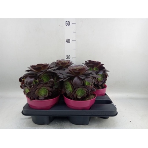 Aeonium arboreum 'Velours'