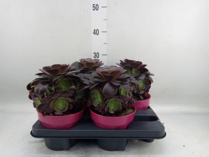 <h4>Aeonium arboreum 'Velours'</h4>