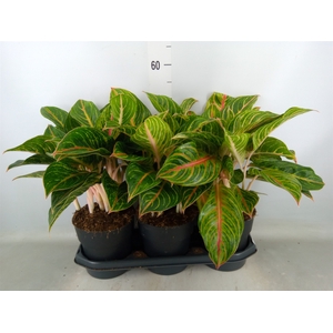 Aglaonema   ...