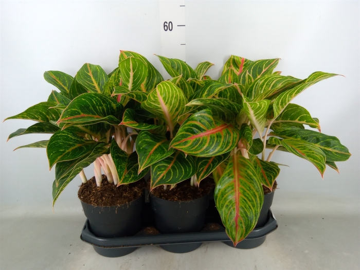 <h4>Aglaonema   ...</h4>