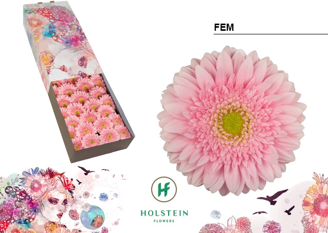 <h4>Gerbera Fem Doos</h4>