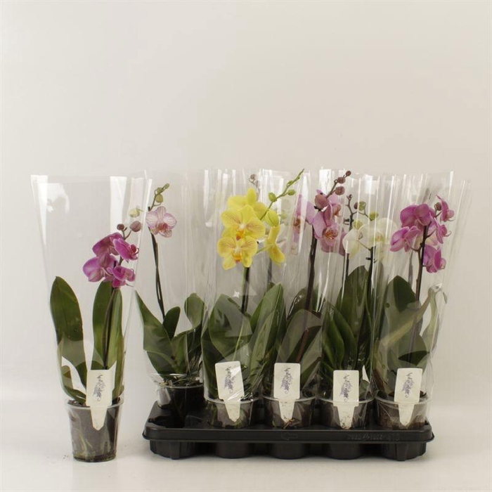 <h4>PHAL GEM 6 KL</h4>