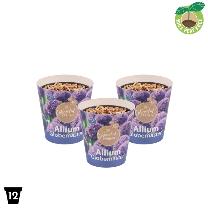 <h4>Allium Globemaster</h4>