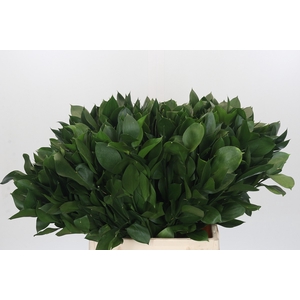 RUSCUS HYPOPHYLLUM
