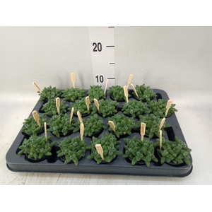 Delosperma echinatum