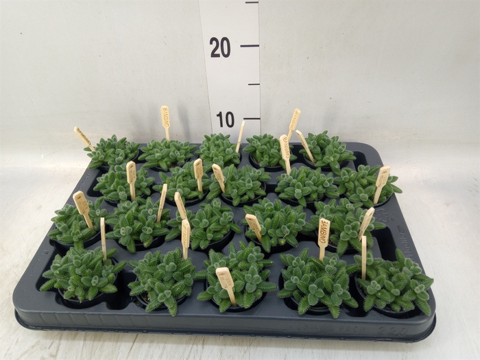 <h4>Delosperma echinatum</h4>