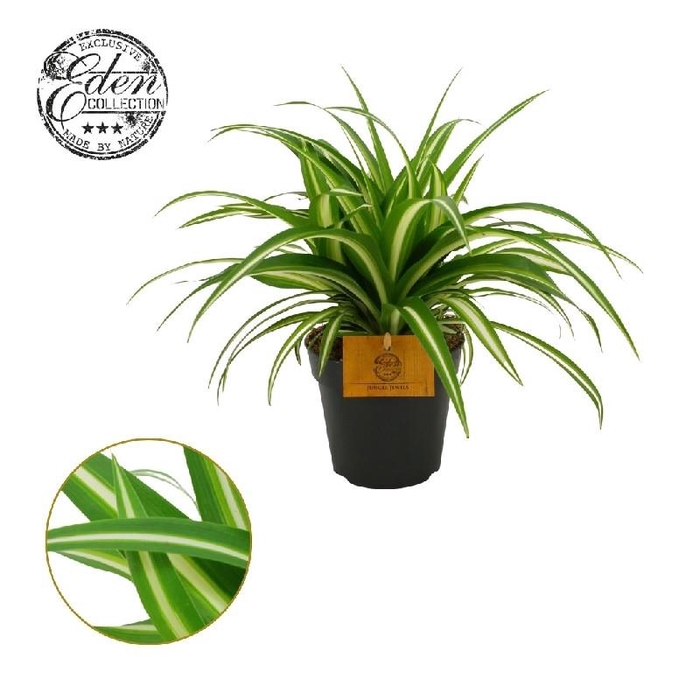 <h4>Chlorophytum Com Variegatum</h4>