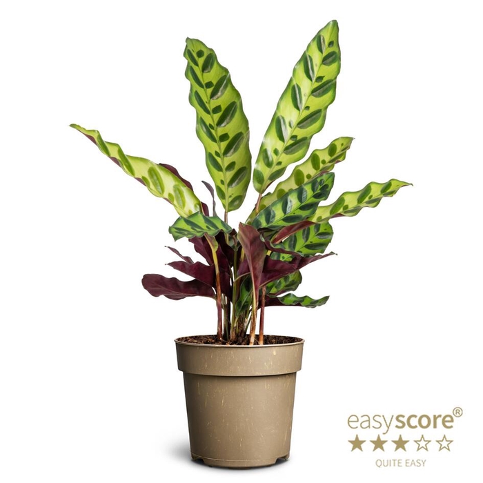 CALATHEA SPECIES