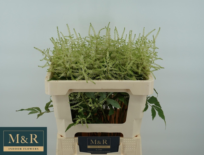 <h4>ASTIL JA WASHINGTON</h4>