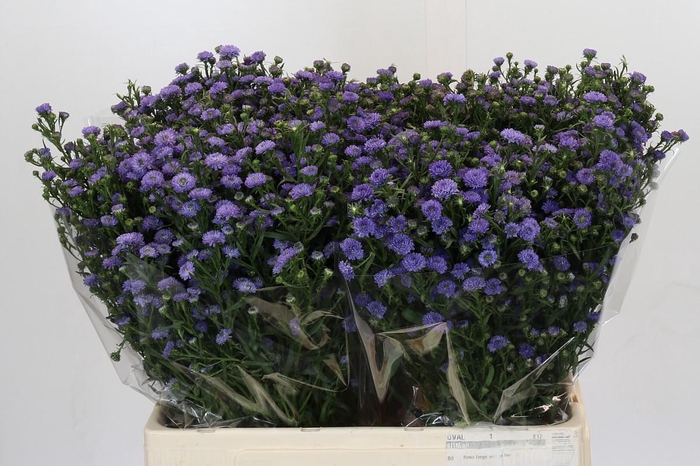 <h4>Aster Baby Blue</h4>