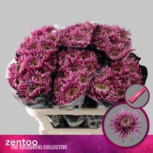 Chr G Baltazar Intense Zentoo
