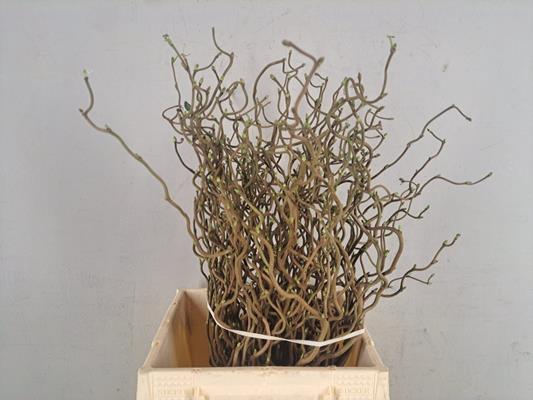 Corylus (1-jarig) 40/50cm