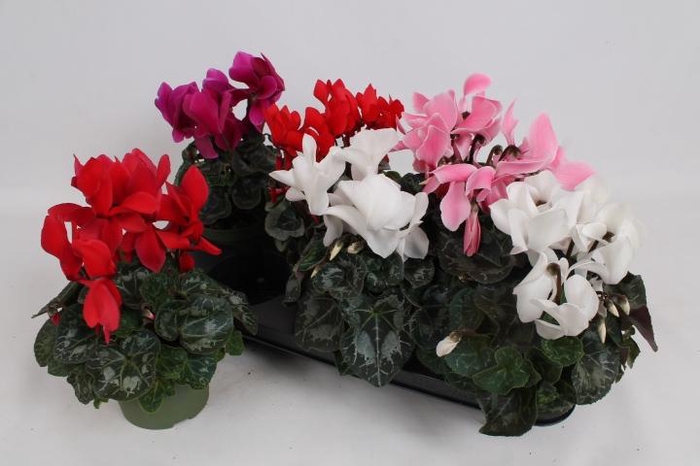 <h4>CYCL GR SUP MAMMOTH</h4>