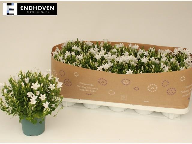 <h4>CAMP PORTENSCHLAGIAN</h4>