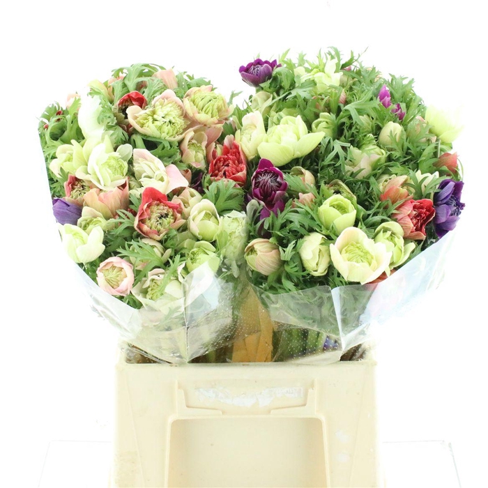 <h4>Anem Co Fullstar Gem</h4>