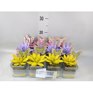 Arr.  Succulents L%
