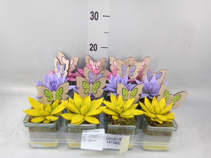 <h4>Arr.  Succulents L%</h4>