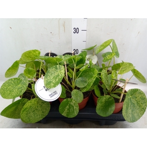 Pilea peperomoides