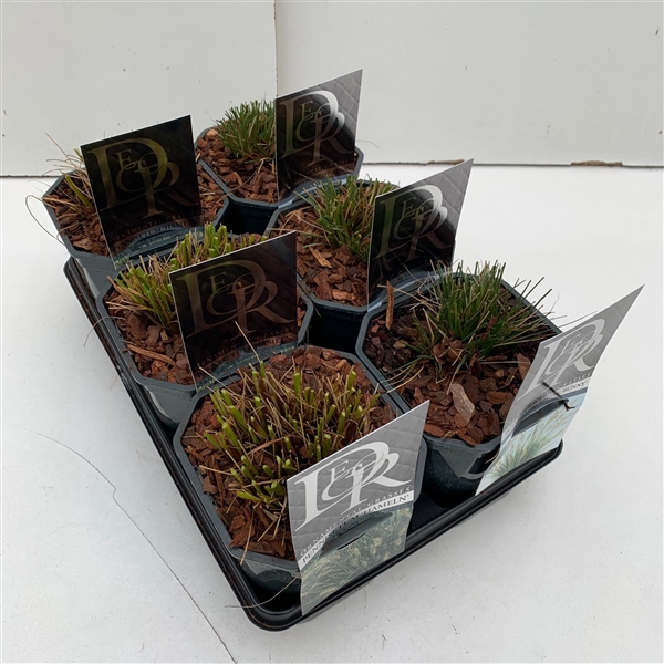 <h4>Pennisetum mix in tray</h4>