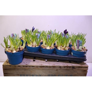 arr8 Bolbloemen Gem In Pot