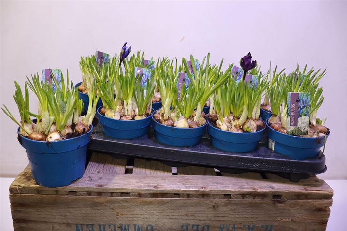 <h4>Bolbloemen Gem In Pot</h4>