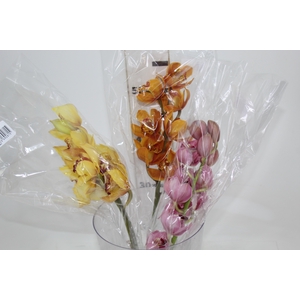 CYMBIDIUM MIDI