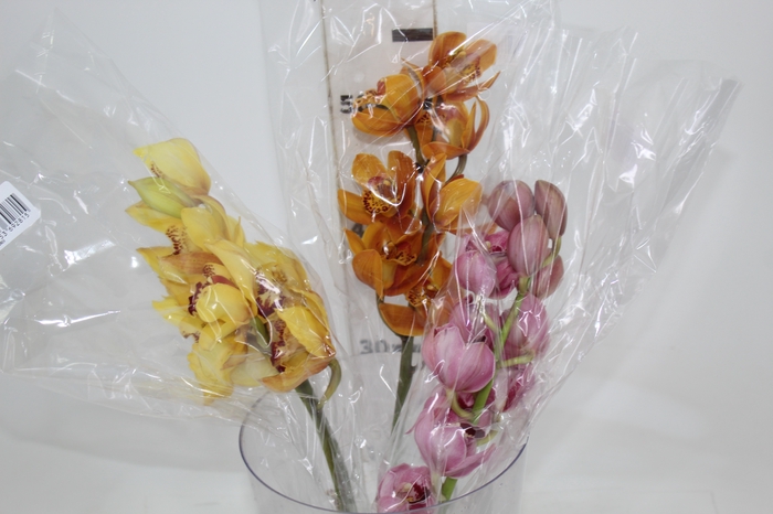 <h4>CYMBIDIUM MIDI</h4>